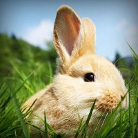 /album/liebesschloss/photolia-a03-jpg/